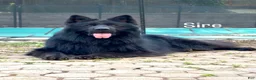 German Shepherd dogs for sale: Xena - Ad 7
