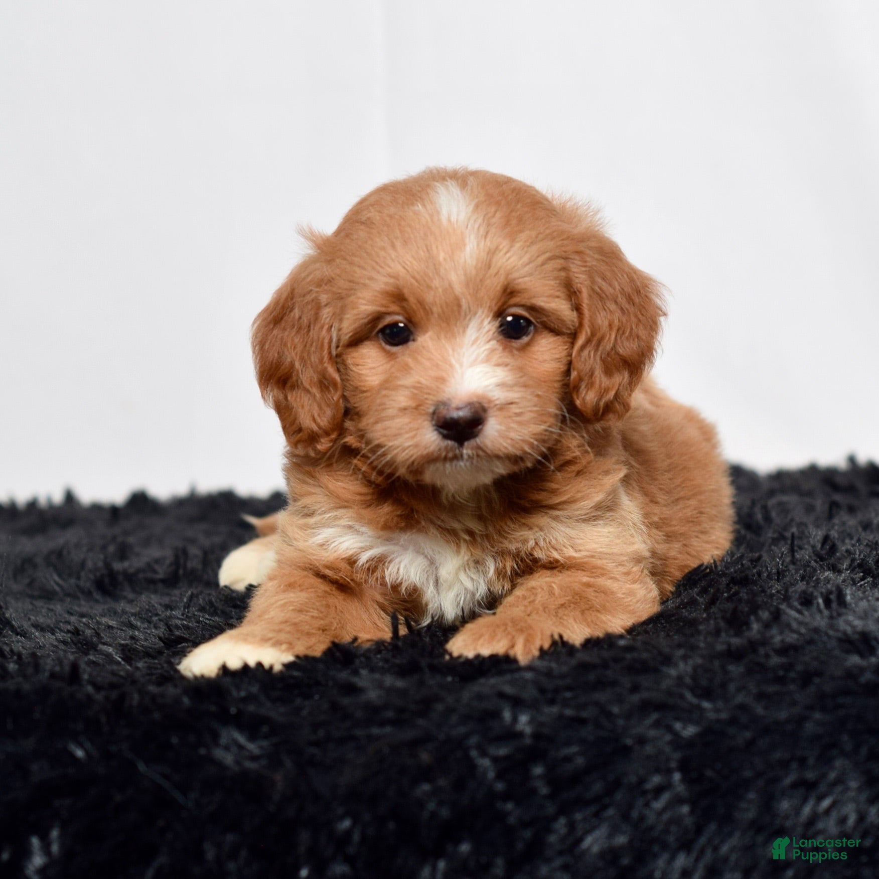 Mini Goldendoodle dogs Ms. Autumn - Ad 2