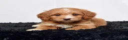Mini Goldendoodle dogs for sale: Ms. Autumn - Ad 2