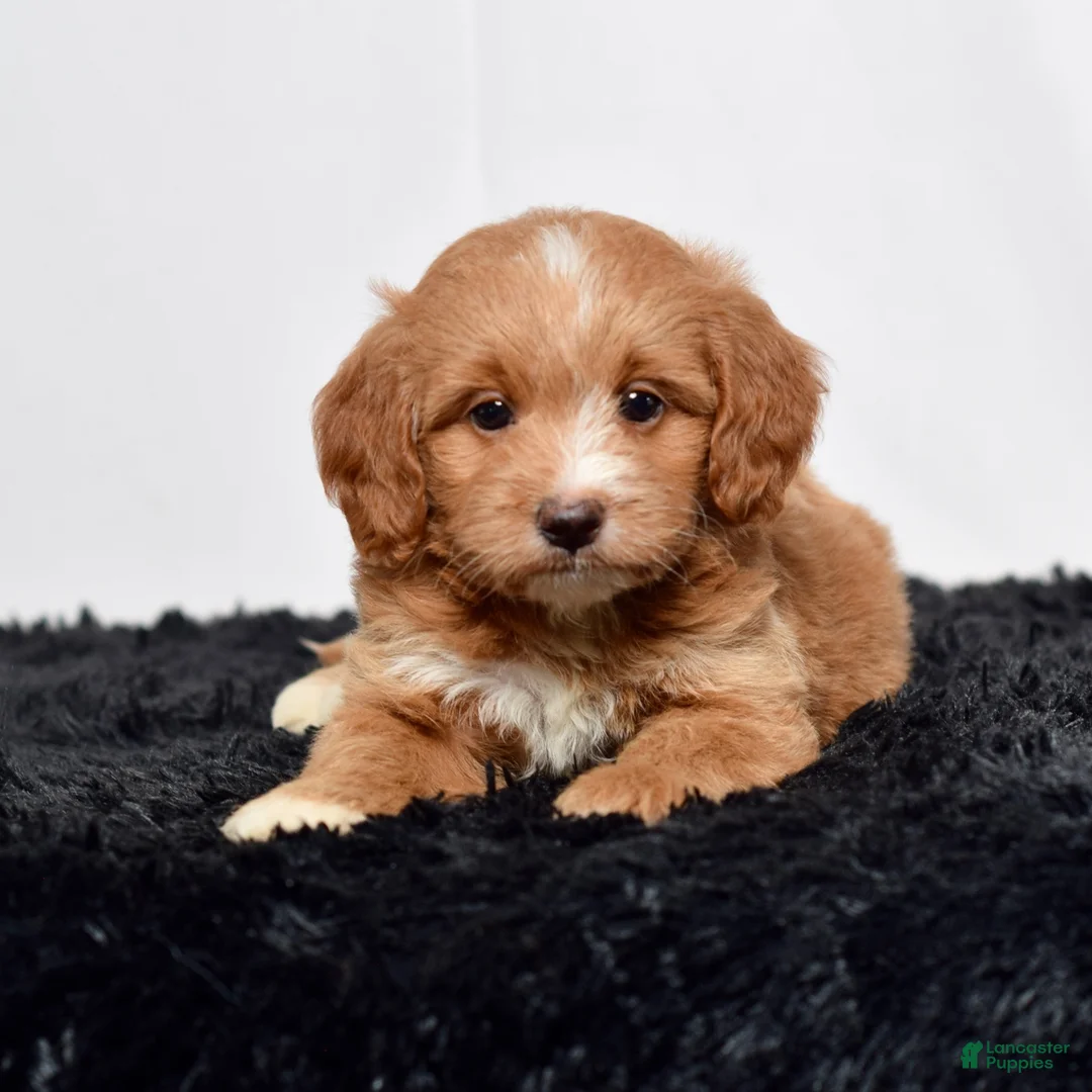 Mini Goldendoodle dogs for sale: Ms. Autumn - Ad 2