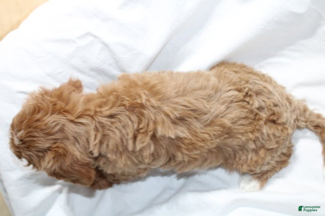 Mixed Breed dogs for sale: CavaPooChon female JINGLE - Ad 3