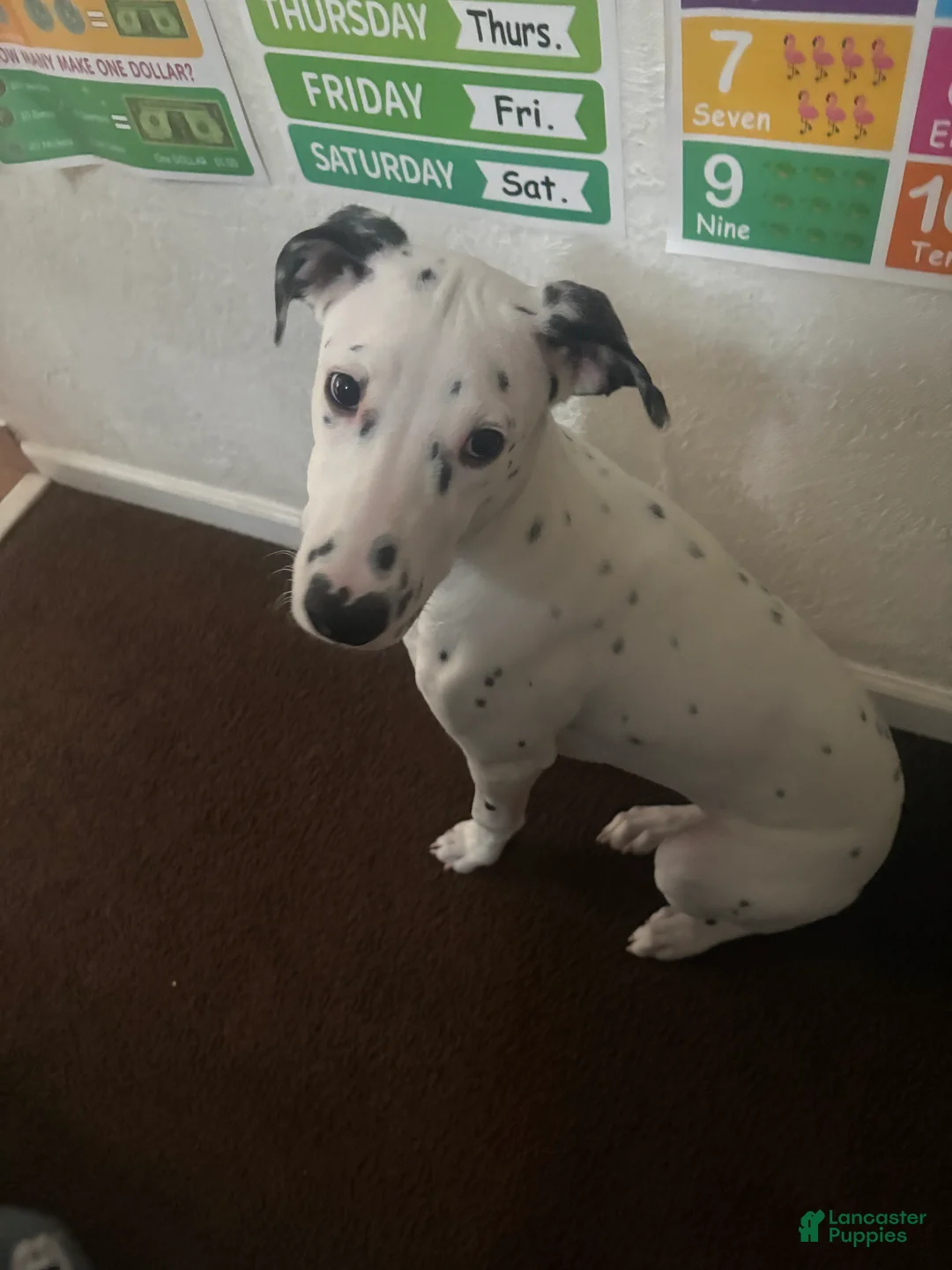 Mixed Breed dogs for sale: Mixed Breed Puppy 1 - Ad 3