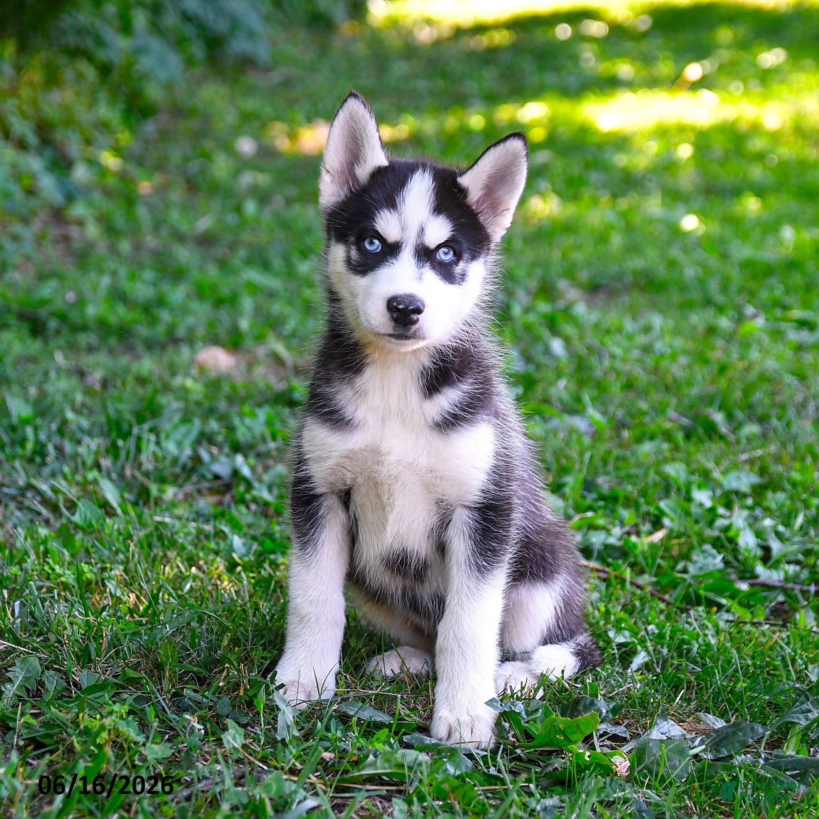 Alaskan Husky dogs Alastair - Ad 2