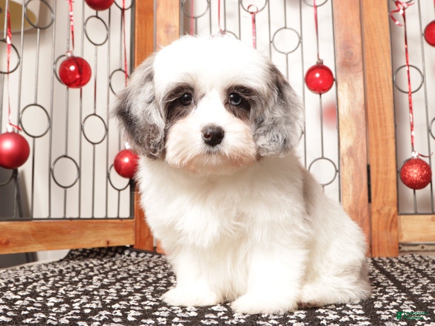 Shihpoo dogs Sugar - Ad 2