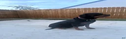 Rottweiler dogs for sale: Rottweiler 2 - Ad 9