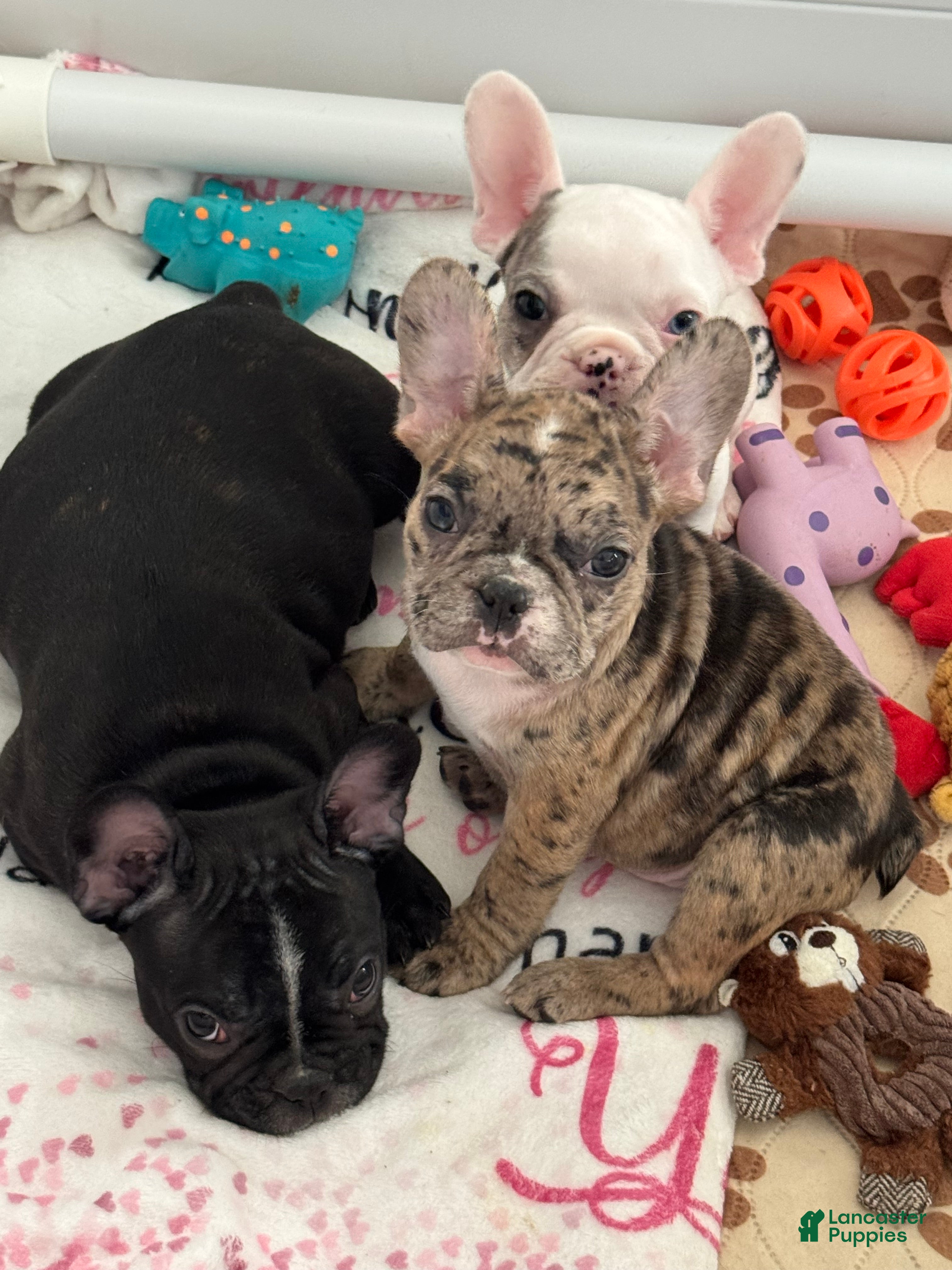 French Bulldog dogs Jeenny French Bulldog Puppy 3 - Ad 2