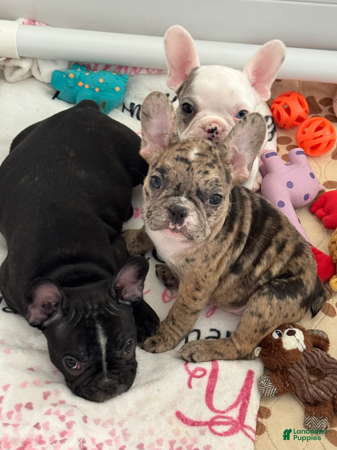 French Bulldog dogs for sale: Jeenny French Bulldog Puppy 3 - Ad 2