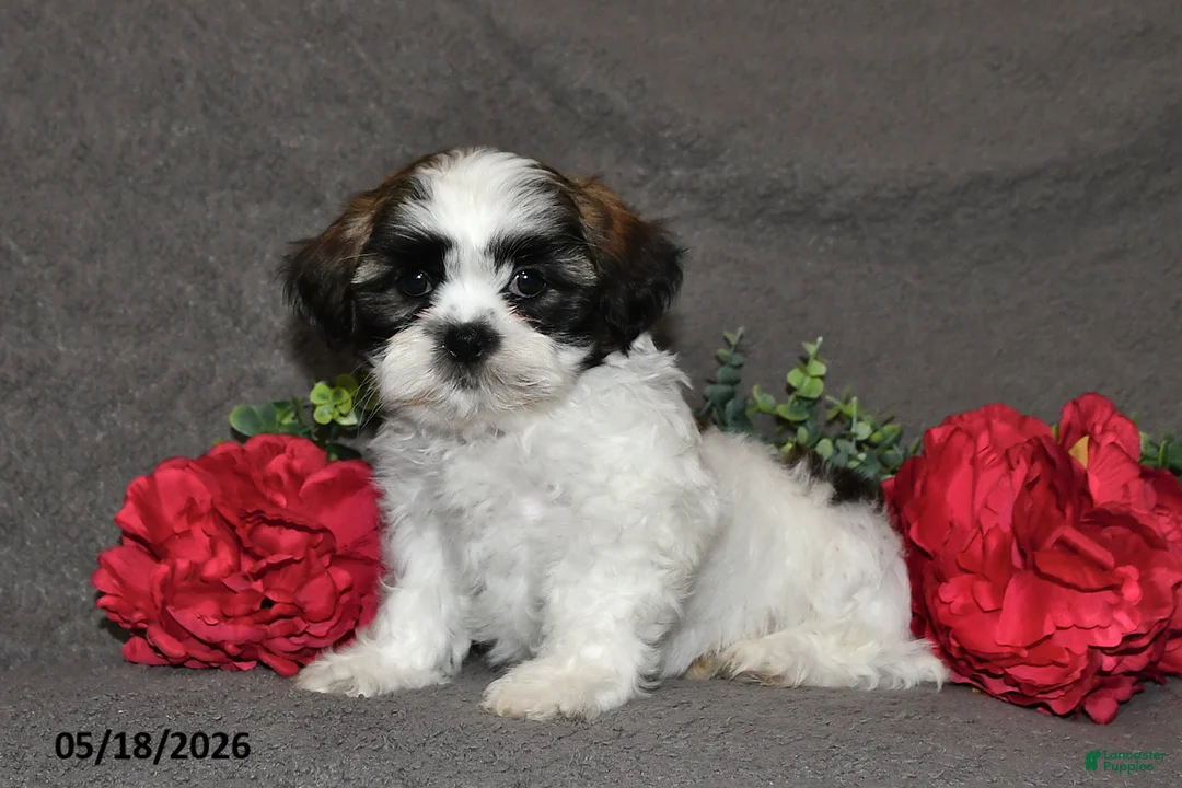 Shih Tzu dogs for sale: Jack - Ad 1
