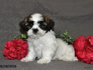 Shih Tzu dogs for sale: Jack - Ad 2