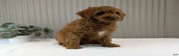 Cavapoo dogs for sale: Zack  - Ad 10