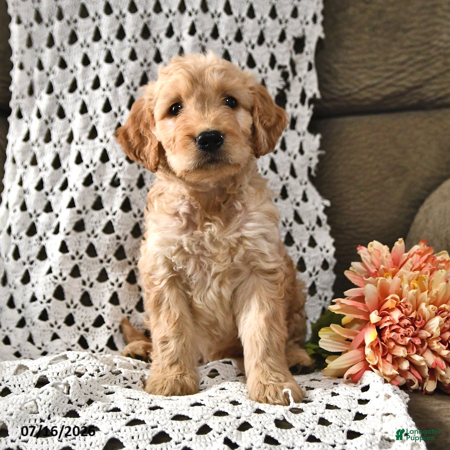 Goldendoodle dogs Licorice - Ad 2