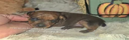 Miniature Pinscher dogs for sale: Gus - Ad 3