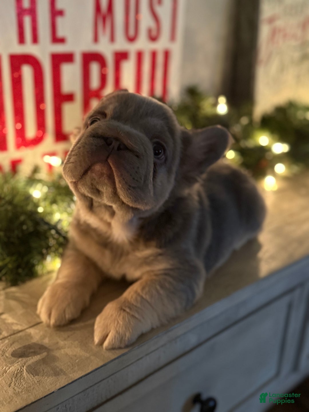 French Bulldog dogs for sale: Noelle - Ad 3