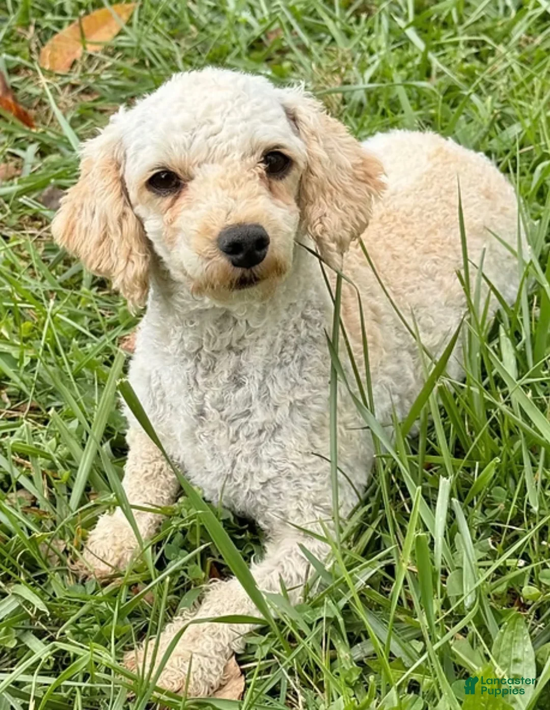 Toy Poodle dogs for sale: Ginger - Ad 6