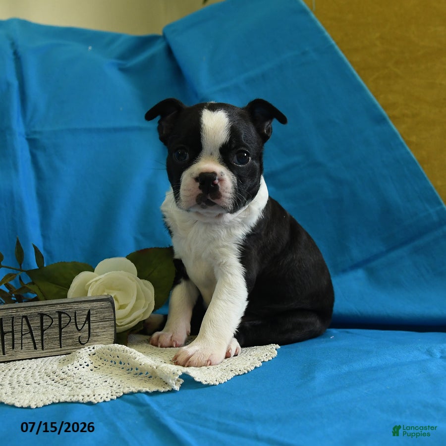 Boston Terrier dogs Wanitta - Ad 1