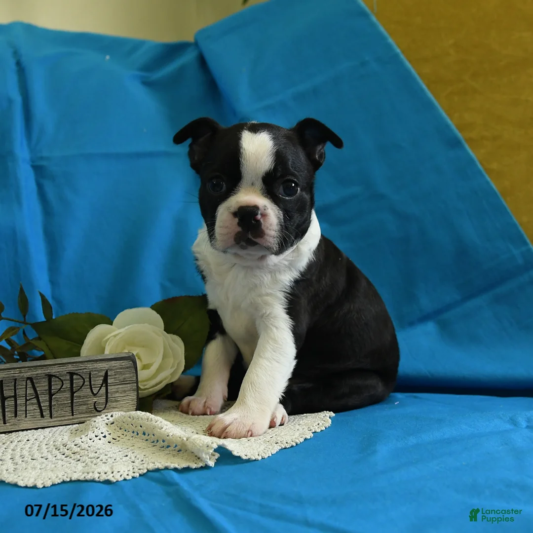 Boston Terrier dogs for sale: Wanitta - Ad 1