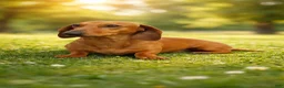 Miniature Dachshund dogs for sale: Miniature Dachshund 1 - Ad 4