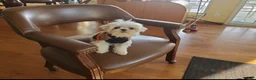 Maltipoo dogs for sale: Toffee - Ad 8
