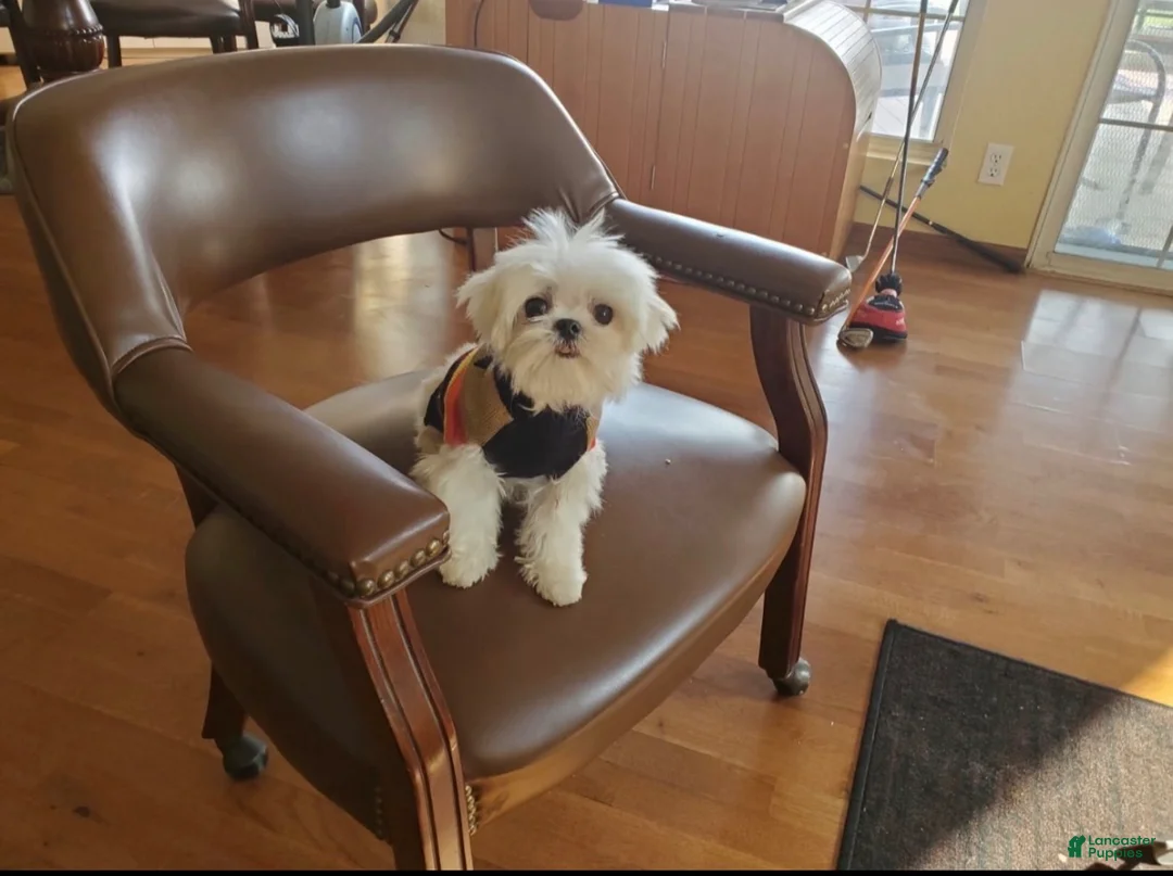 Maltipoo dogs for sale: Toffee - Ad 8