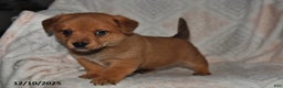 Mixed Breed dogs for sale: Jake - Ad 4