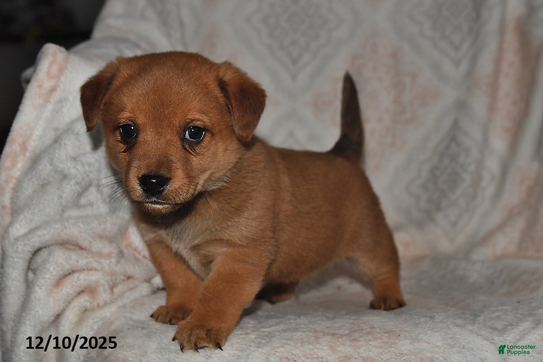 Mixed Breed dogs for sale: Jake - Ad 4