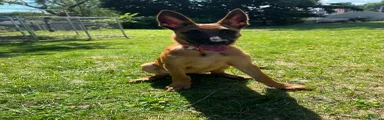 Belgian Malinois 5