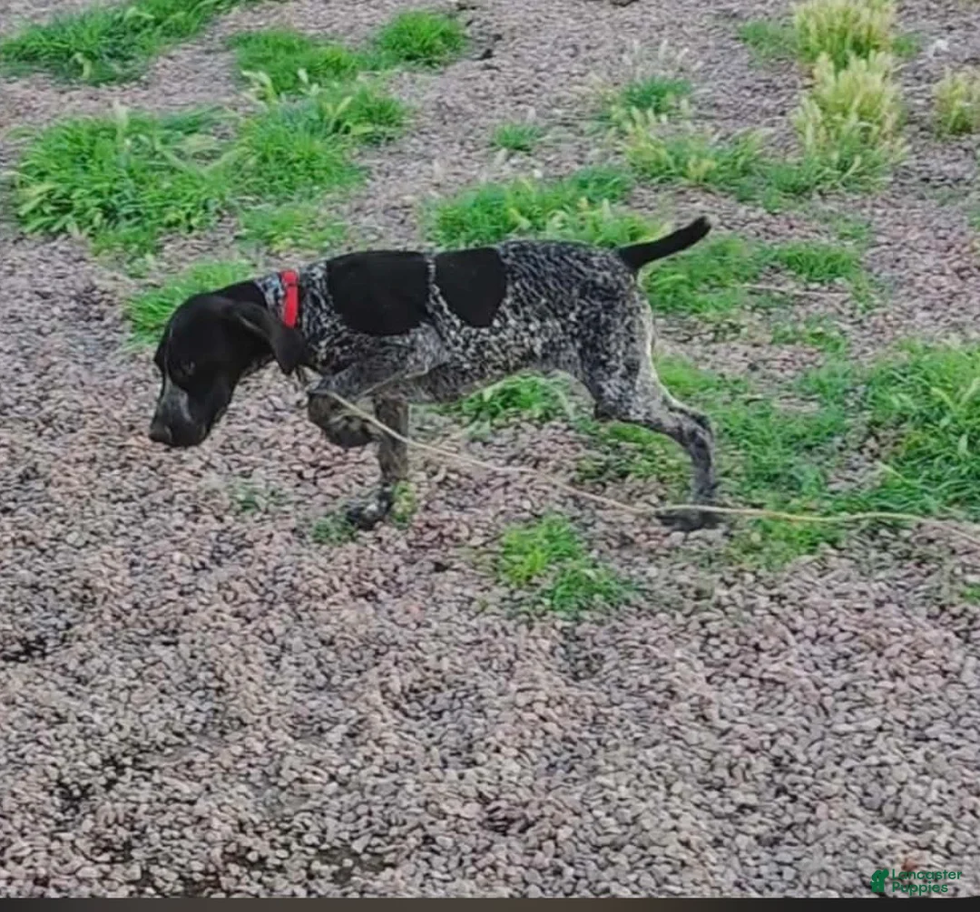 German Shorthaired Pointer dogs for sale: German Shorthaired Pointer Puppy 1 - Ad 1