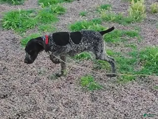 German Shorthaired Pointer dogs German Shorthaired Pointer Puppy 1 - Ad 2