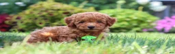 Miniature Poodle dogs for sale: Leo - Ad 6