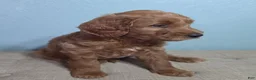 Mini Goldendoodle dogs for sale: Mini Goldendoodle 1 "Cherry" - Ad 13