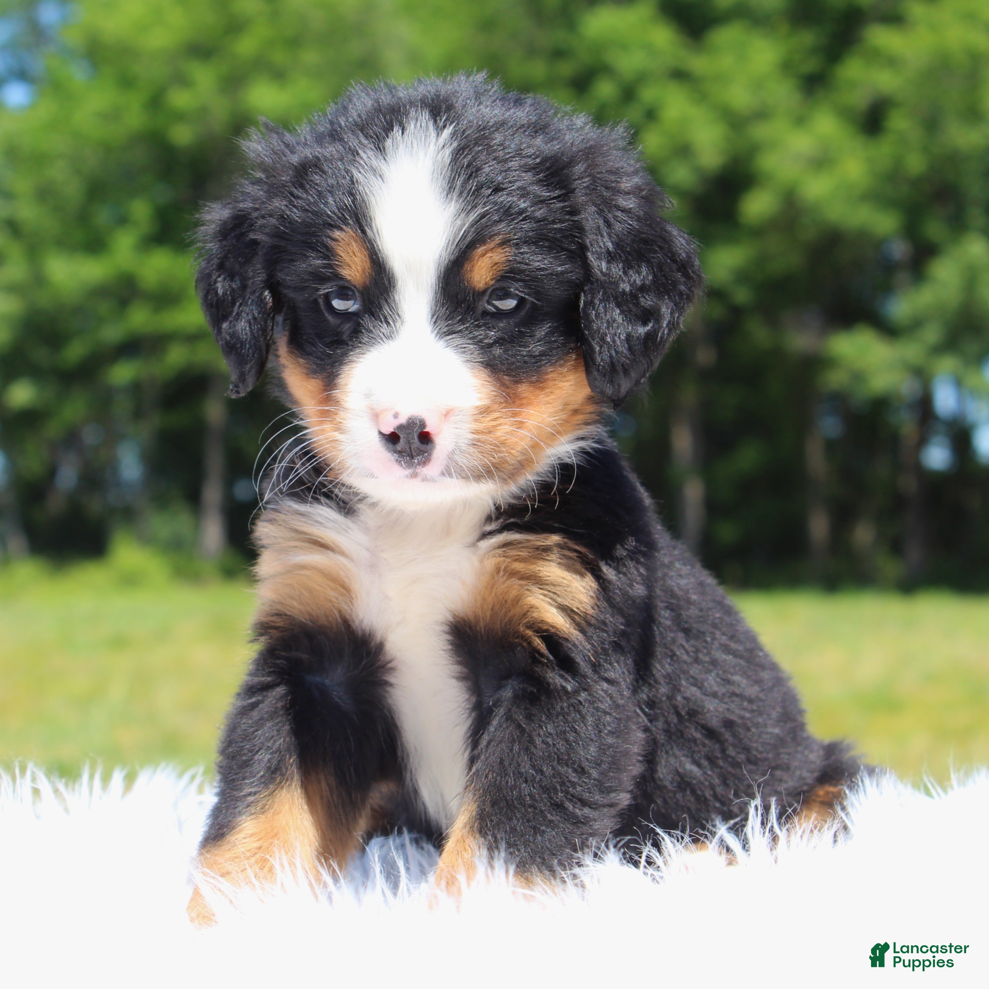 Bernese Mountain Dog dogs Barklay - Ad 2