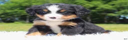 Bernese Mountain Dog dogs for sale: Barklay - Ad 2