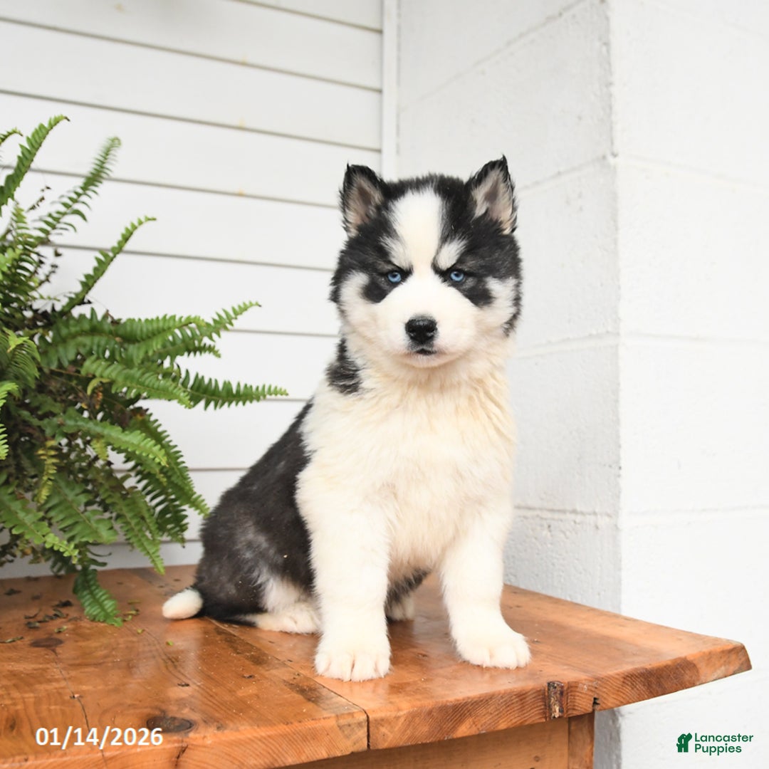 Gerberian Shepsky dogs for sale: Galaxy - Ad 3