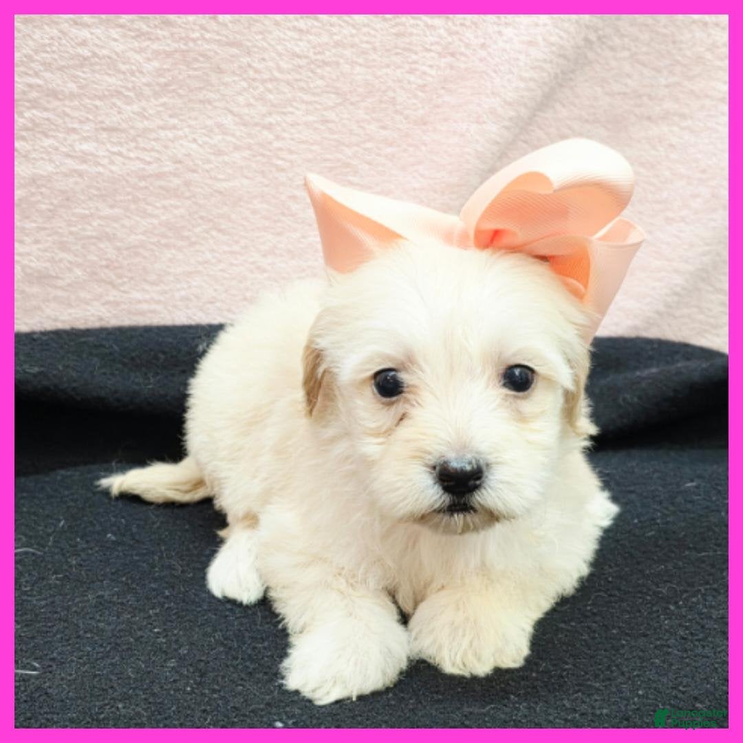 Maltipoo dogs Odette - Ad 4