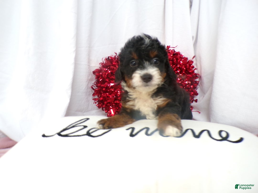 Bernedoodle dogs for sale: Aerie - Ad 3