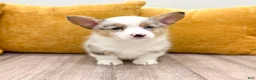 Welsh Corgi Pembroke dogs for sale: Sally - Ad 7