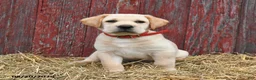 Labrador Retriever dogs for sale: Rex - Ad 5