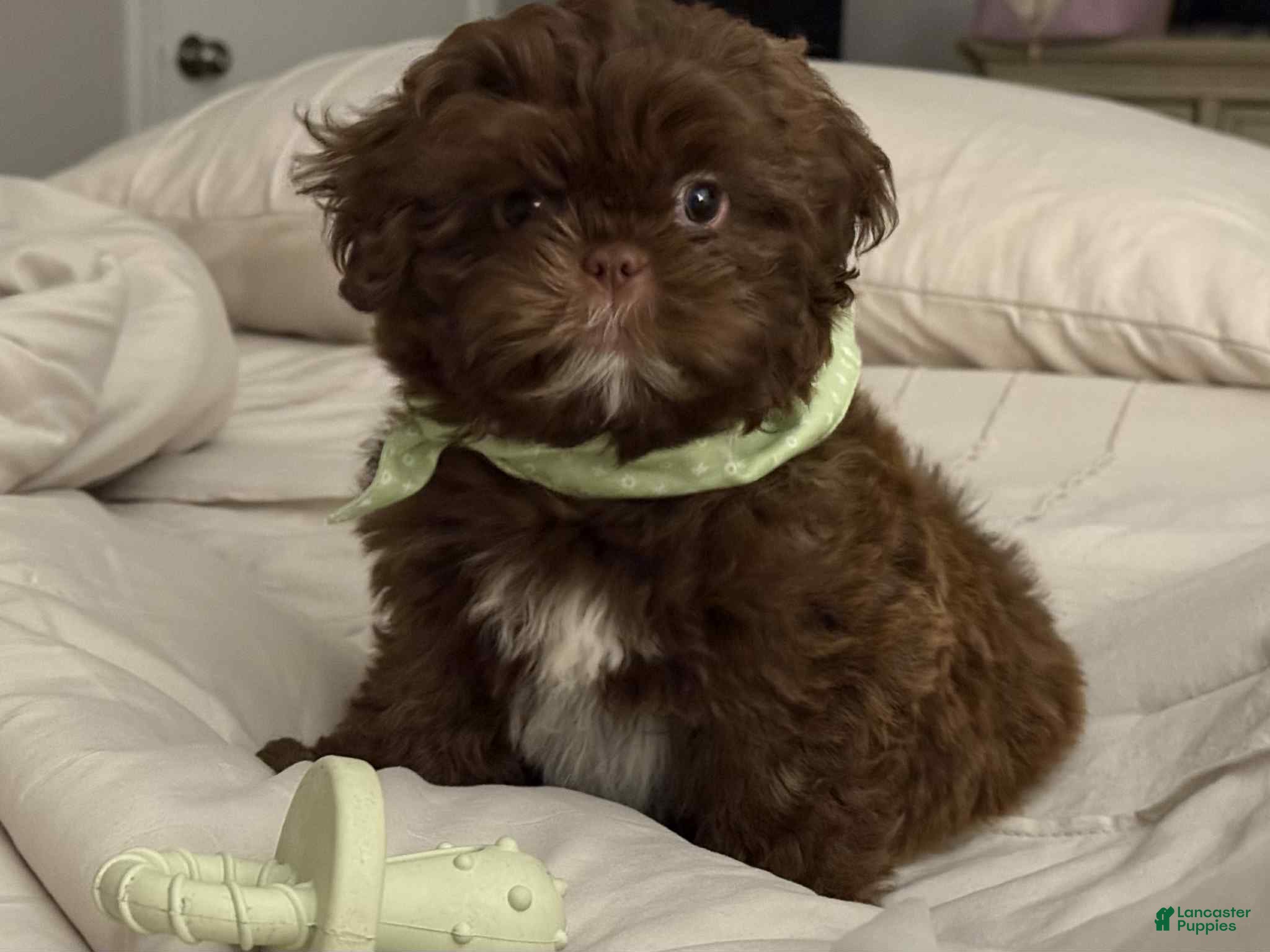 Shih Tzu dogs Bello - Ad 1
