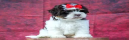 Teddy Bear dogs for sale:  Ollie Bear 💙 - Ad 15