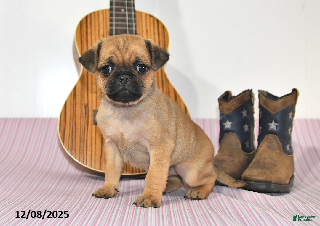 Jug dogs for sale: Alex - Ad 3