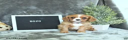 Cavalier King Charles Spaniel dogs for sale: Bozo - Ad 3