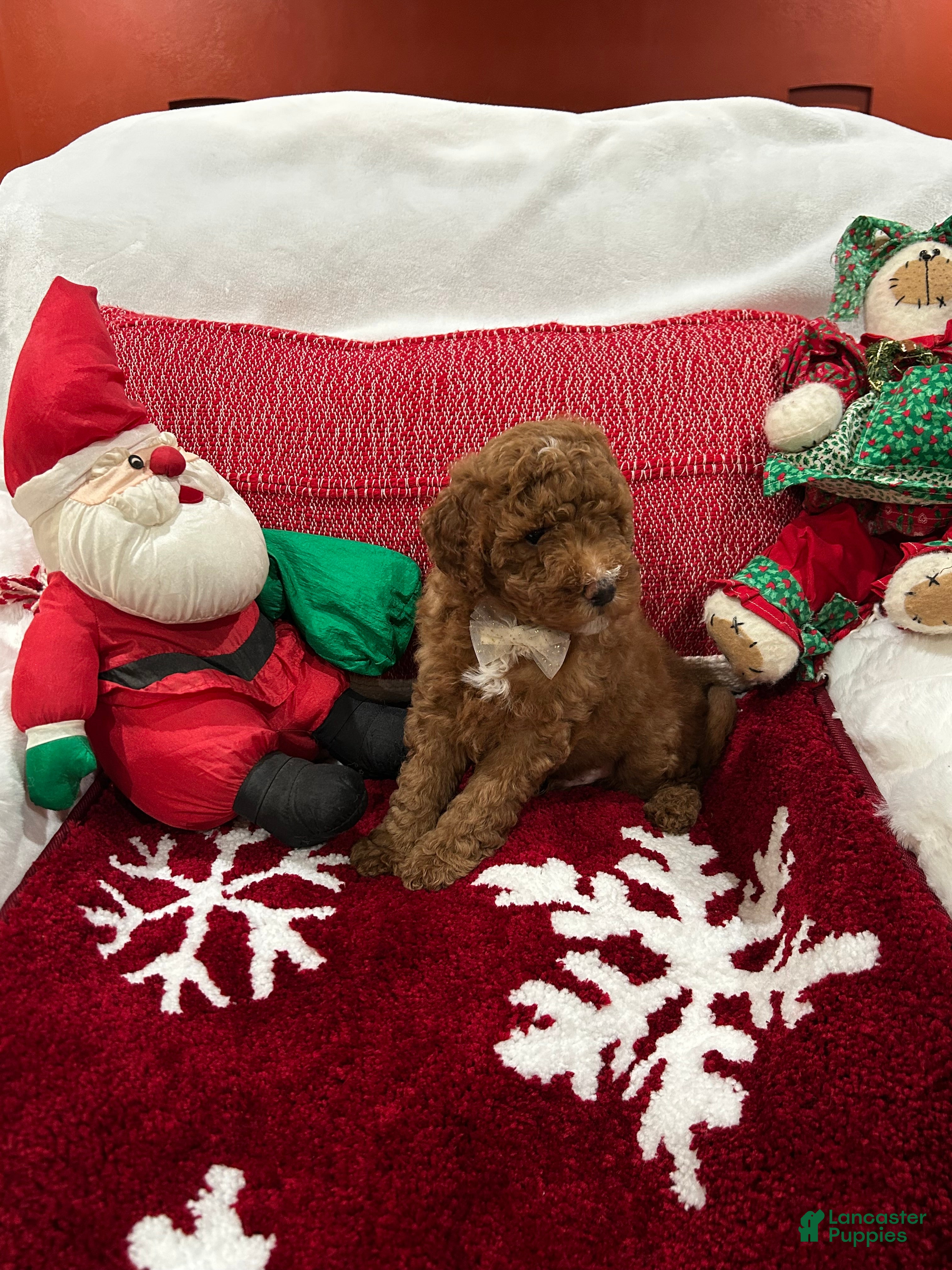 Mini Goldendoodle dogs Petite Mini Goldendoodle Hershey - Ad 2