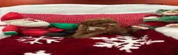 Mini Goldendoodle dogs for sale: Petite Mini Goldendoodle Hershey - Ad 2