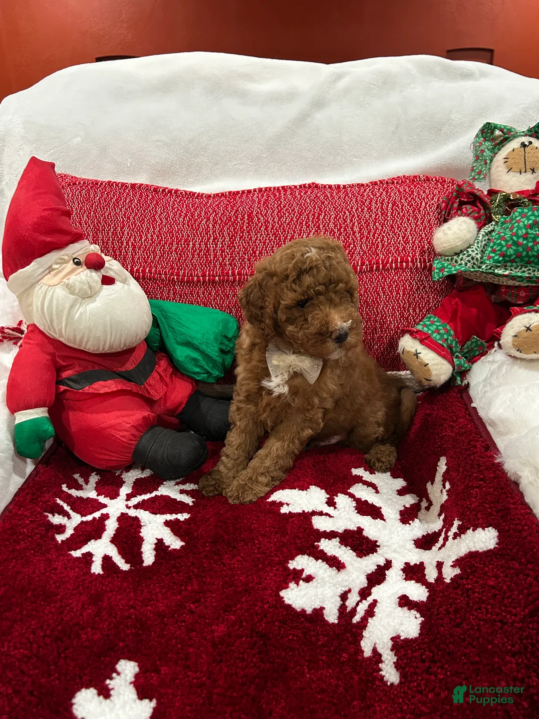 Mini Goldendoodle dogs for sale: Petite Mini Goldendoodle Hershey - Ad 2
