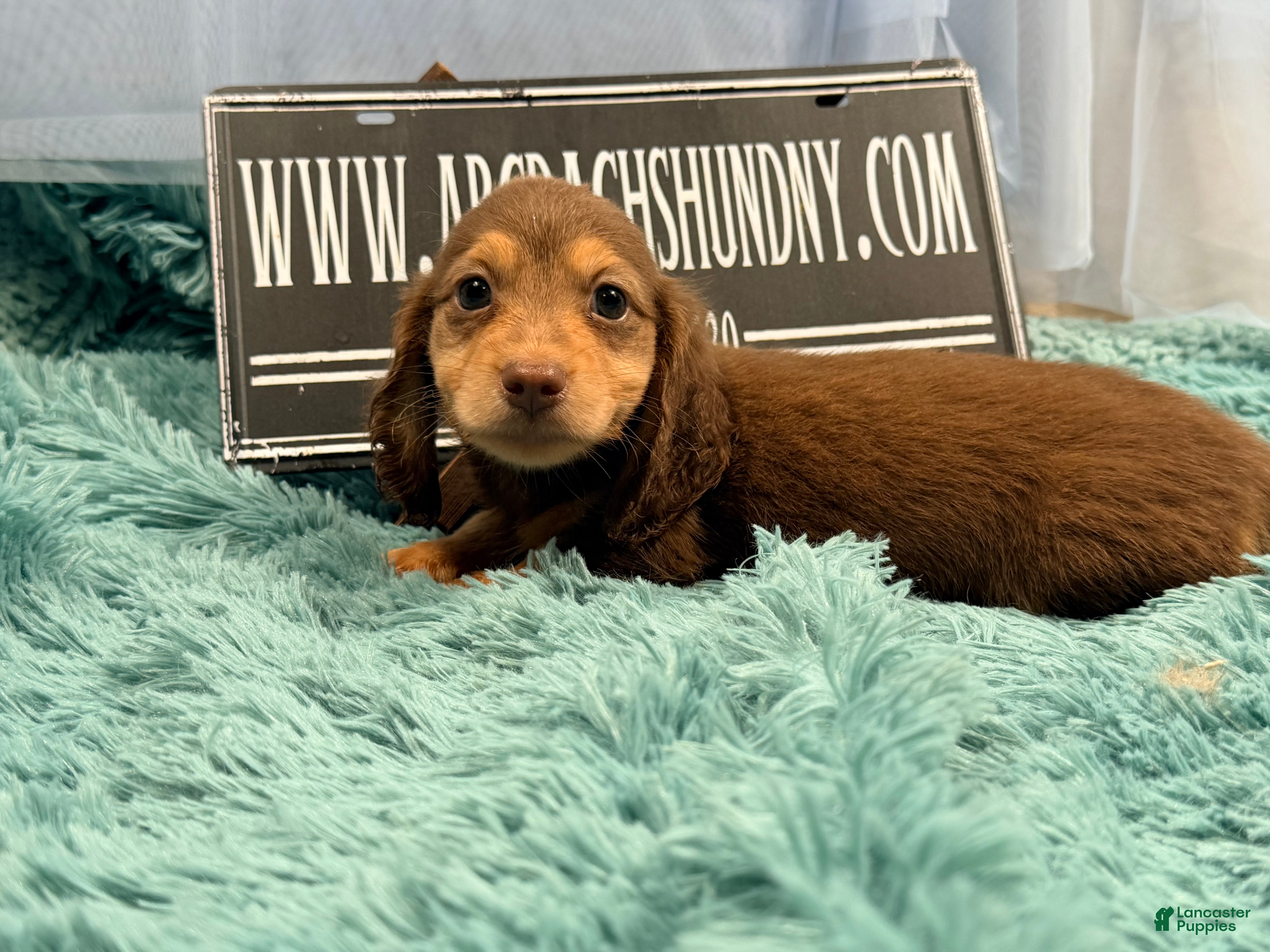 Miniature Dachshund dogs Miniature Dachshund 4 - Ad 12