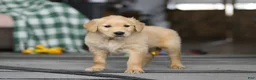 Golden Retriever dogs for sale: Tiger - Ad 5