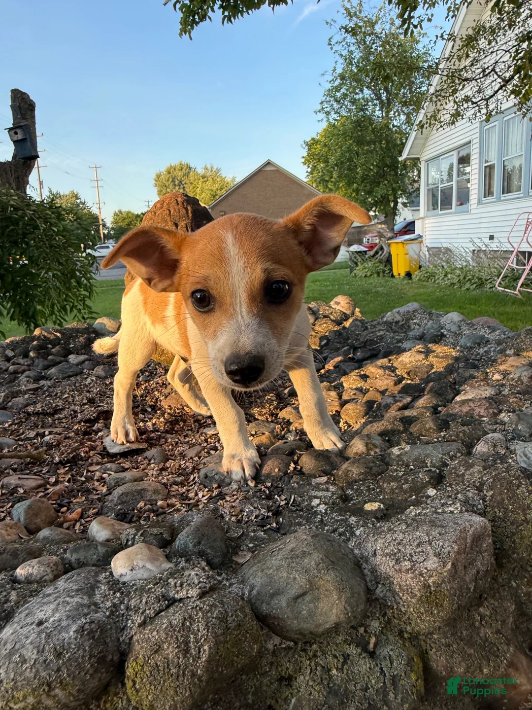 Jack Chi dogs for sale: Jack Chi 1 - Ad 10