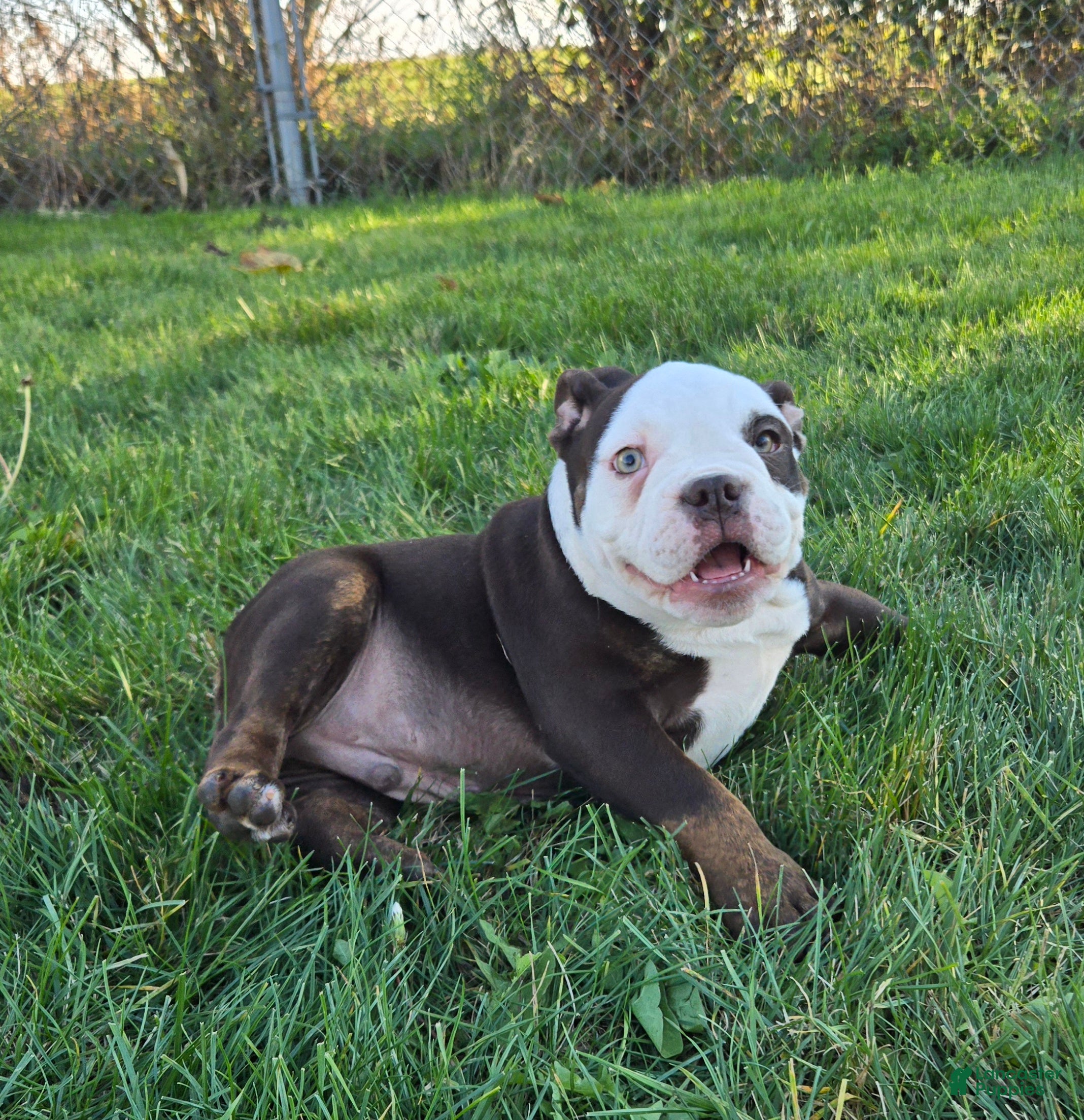 Olde English Bulldogge dogs Olde English Bulldogge Puppy Jack - Ad 11