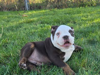 Olde English Bulldogge dogs Olde English Bulldogge Puppy Jack - Ad 9