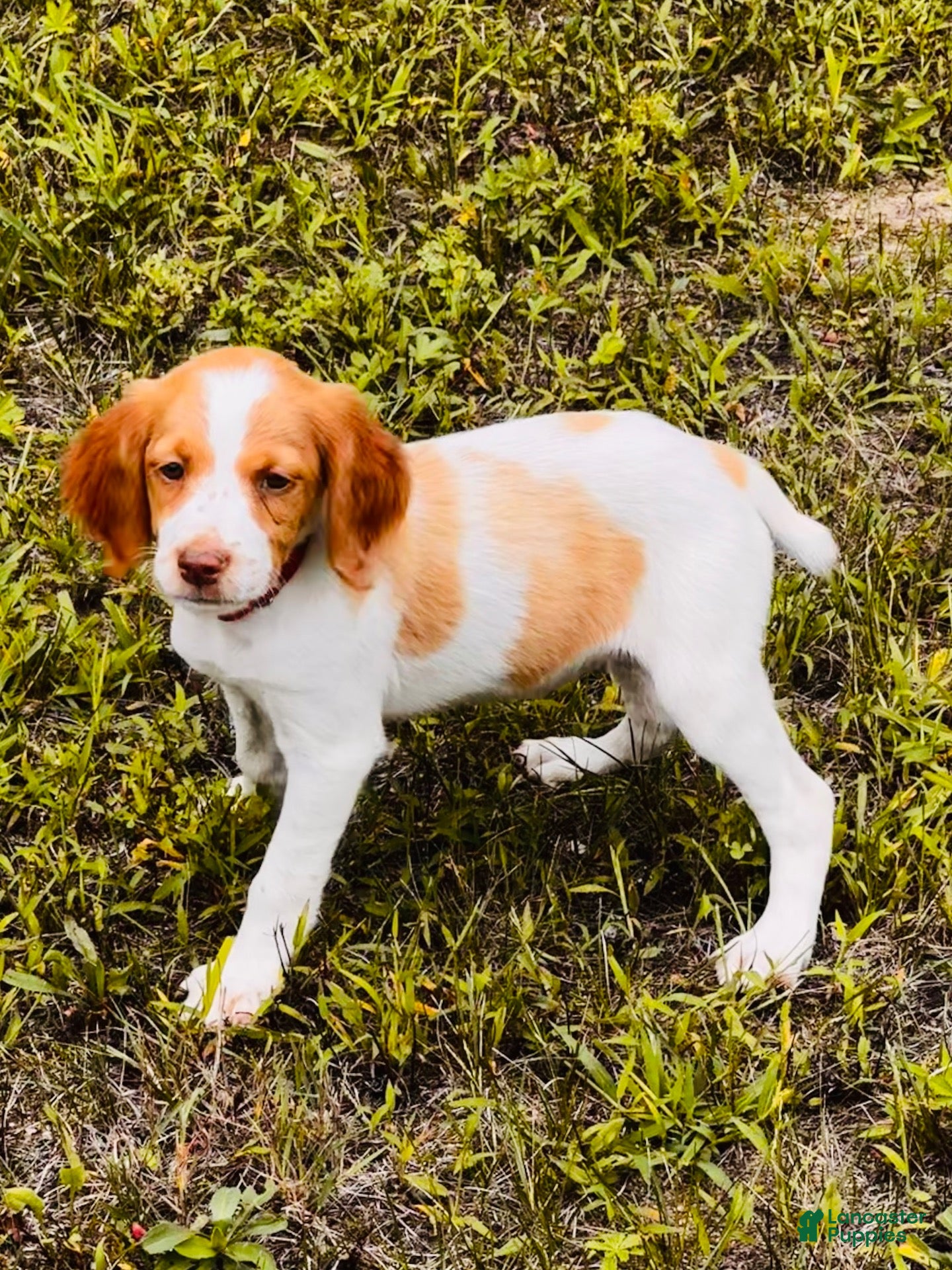 Brittany Spaniel dogs Brittany Spaniel 3 - Ad 9